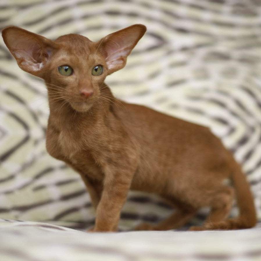 Opium Oriental Shorthair male, cinnamon