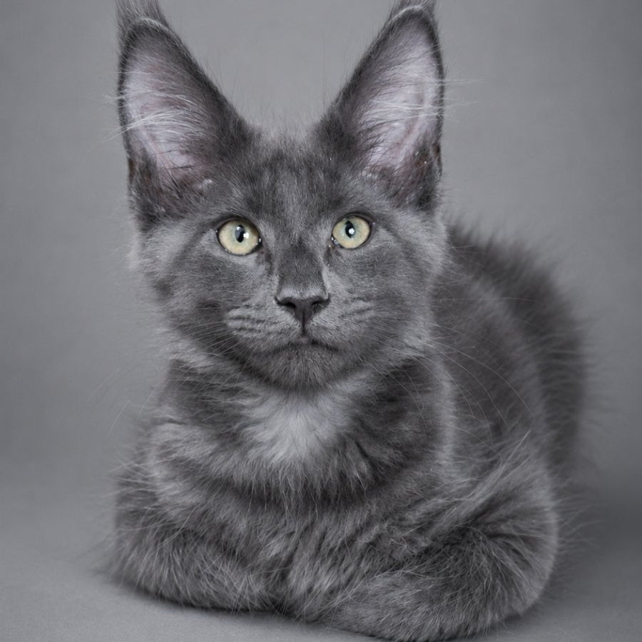 Blue Titan Maine Coon male, blue silver