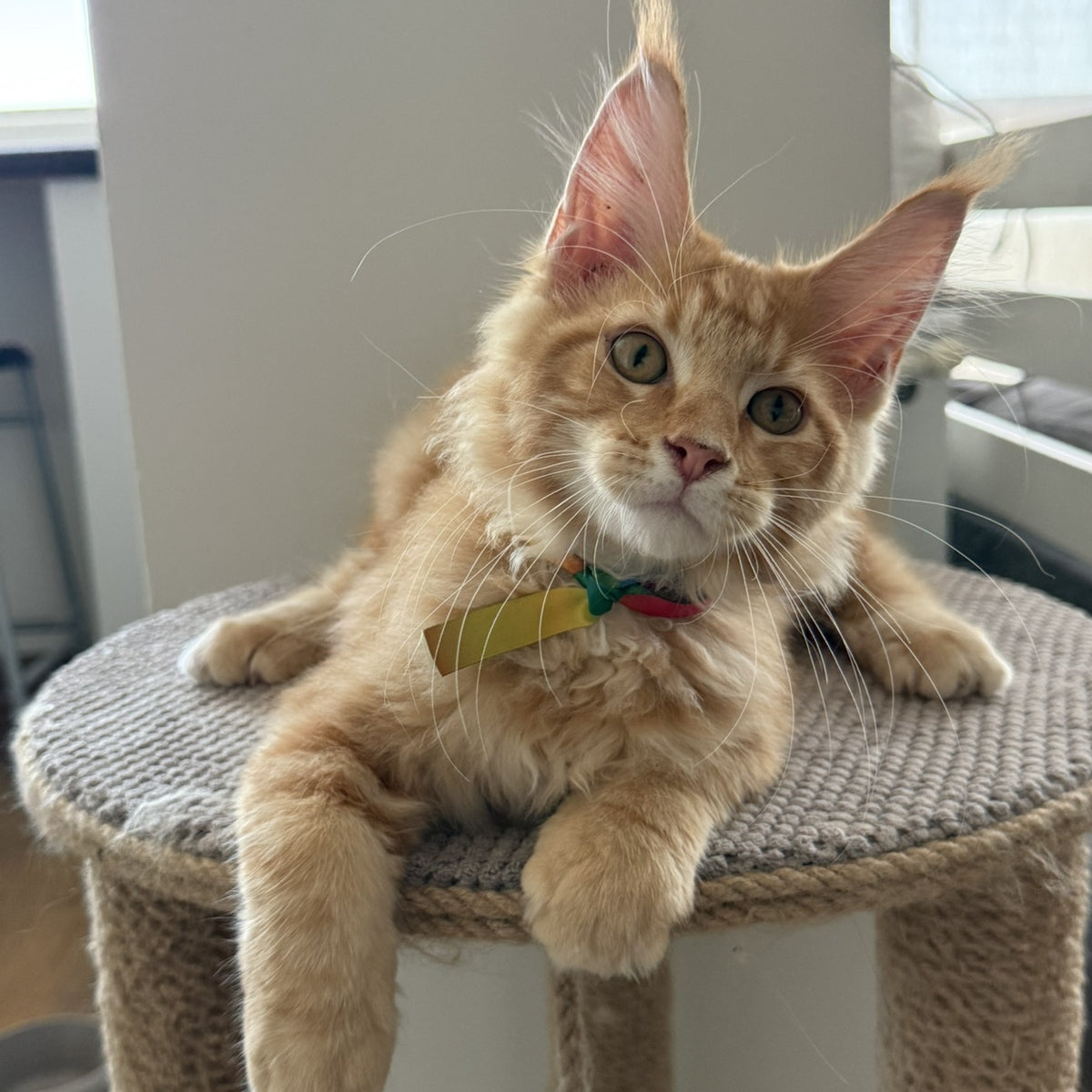 Anfisa Maine Coon female, red tabby
