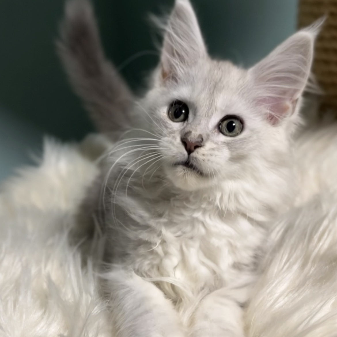 Galaxy Maine Coon female, blue silver shaded