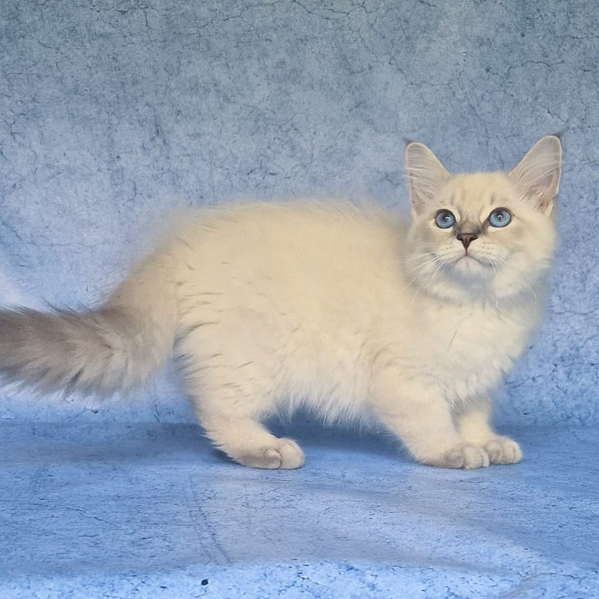 Fadey Siberian male, blue tabby pointed