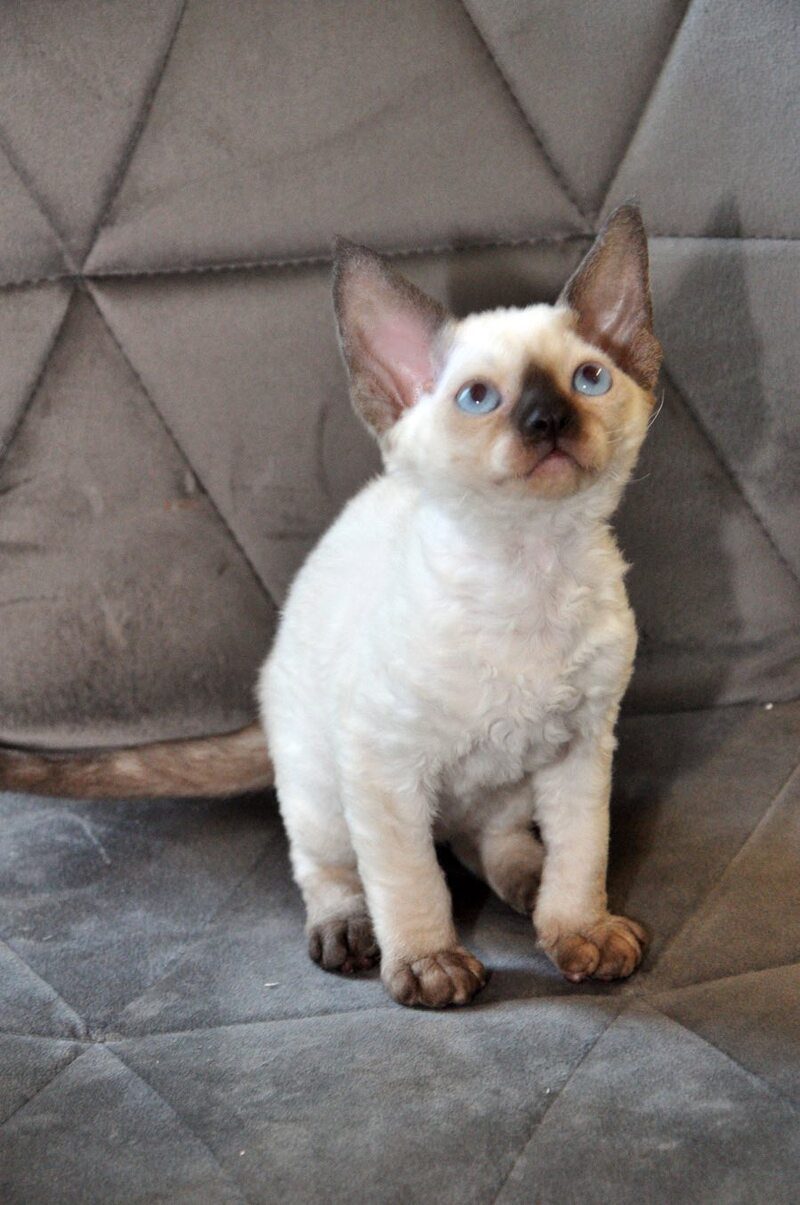 Terra Devon Rex female black pointed - live animals