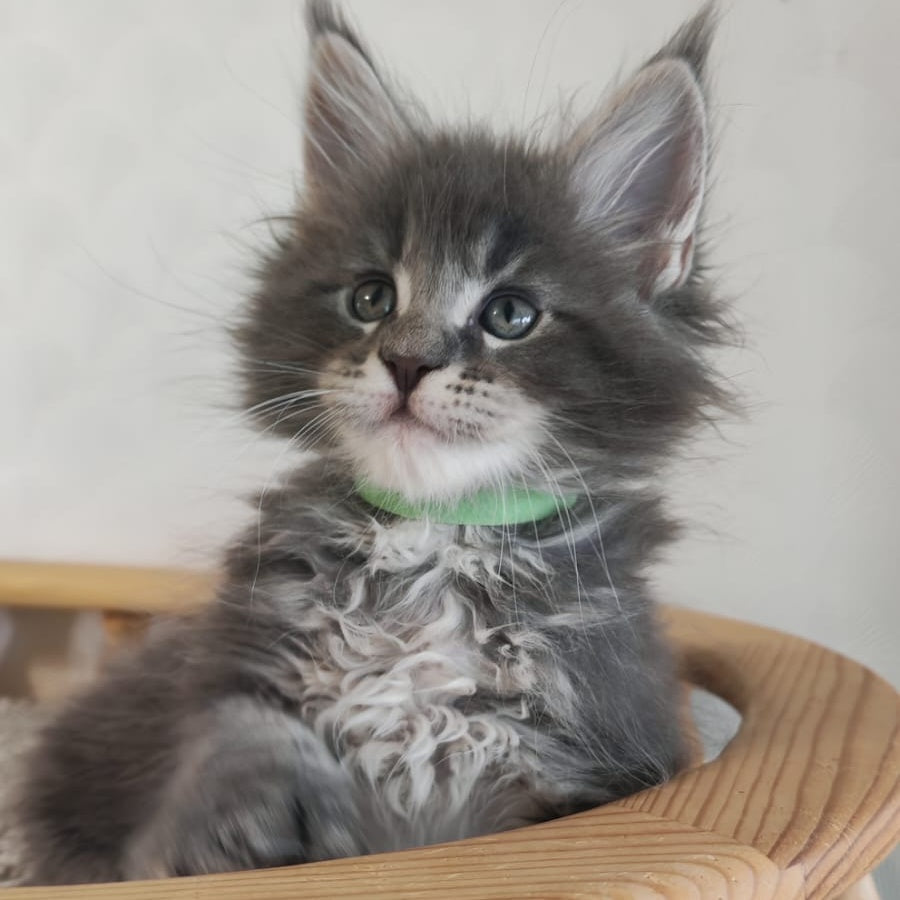 Cocos Maine Coon polydactyl 5x5x6x6 male, blue tabby
