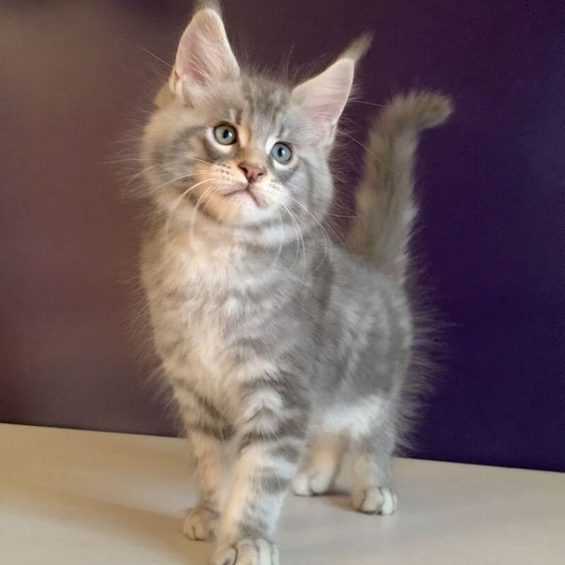 Rembrant Maine Coon male, blue silver tabby