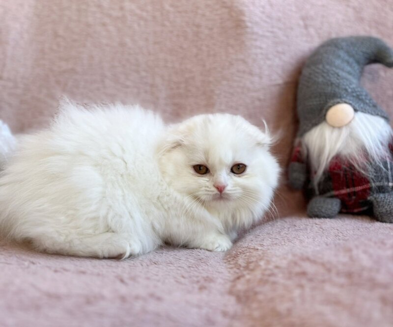 White Crazy Scottish Fold male white live animals