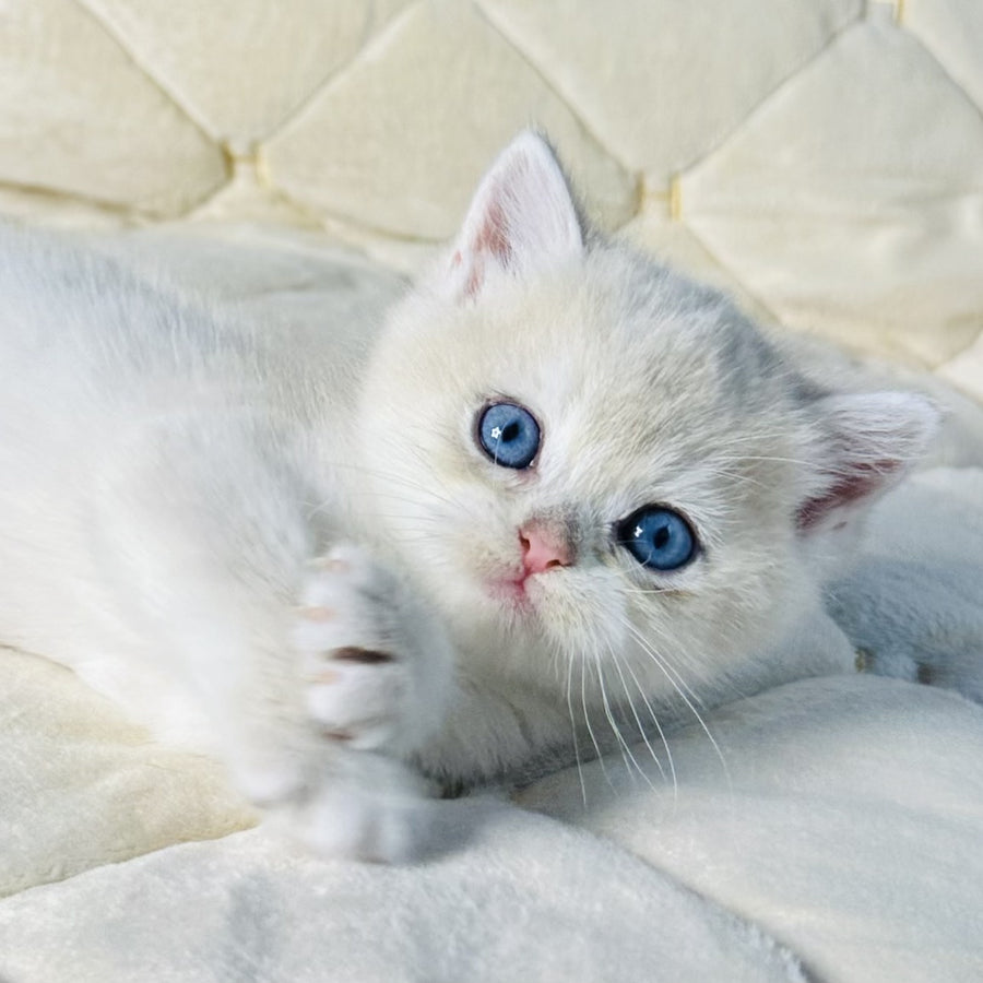 Fistashka British Shorthair female, blue golden shaded