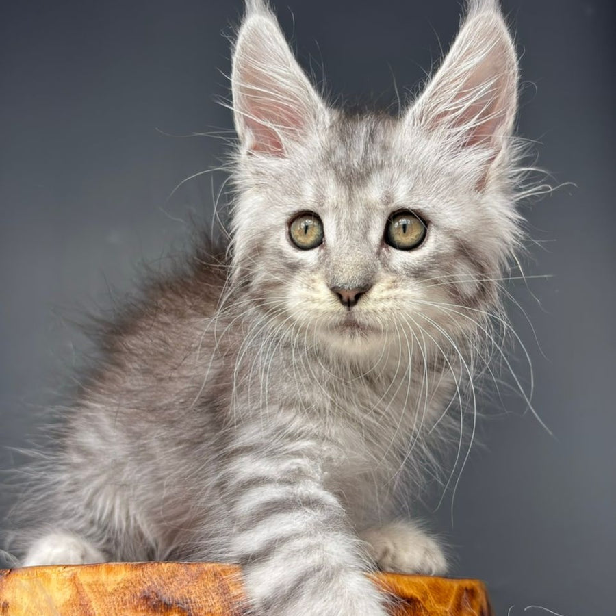 Diana Maine Coon female, black silver spotted tabby
