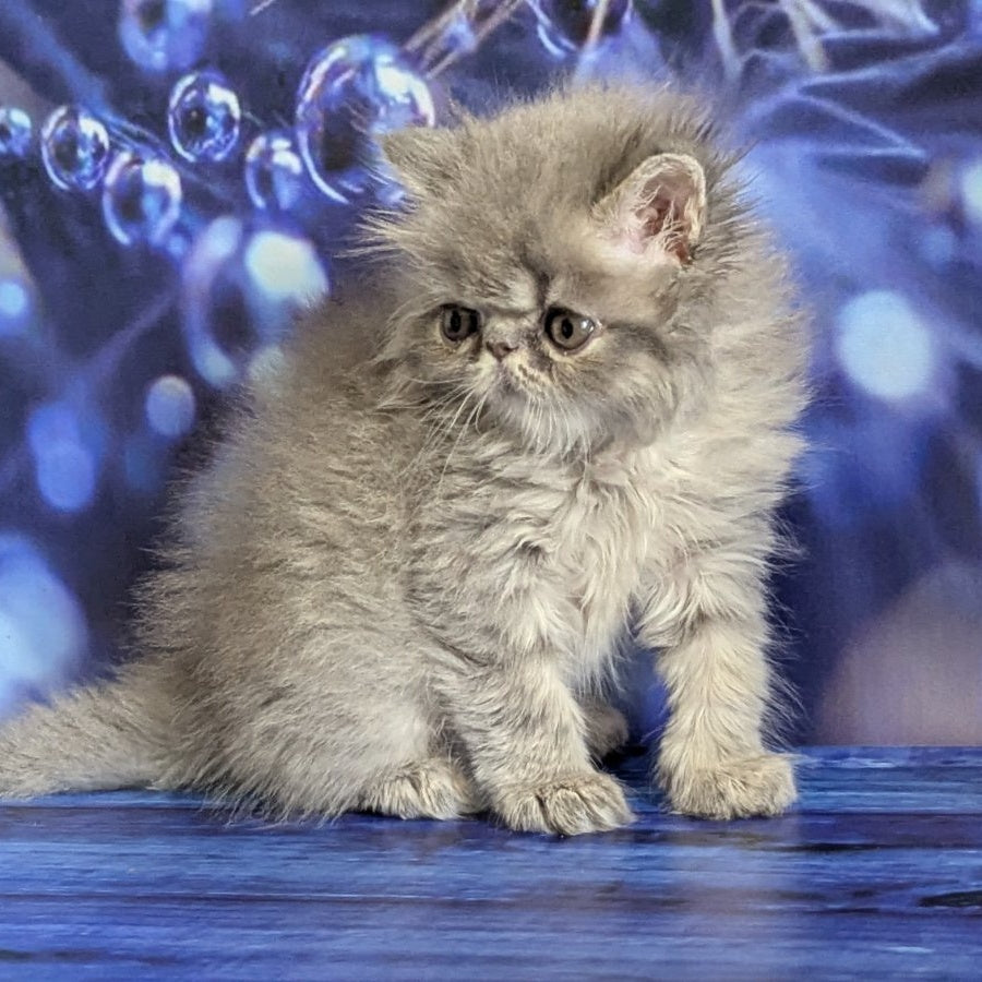 Pavlik Persian male, blue tabby