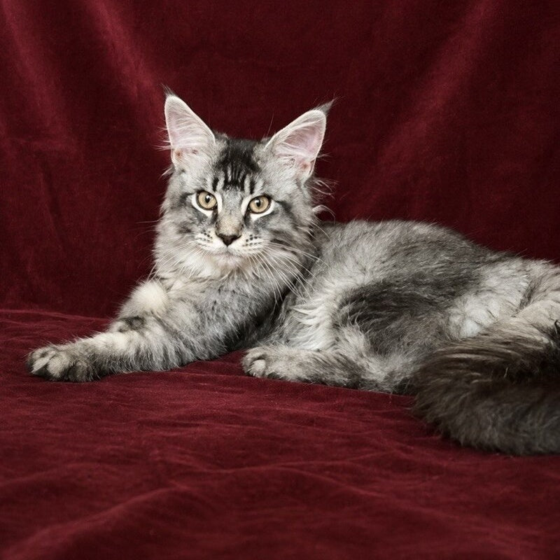 Hailen Maine Coon male, black silver ticked tabby