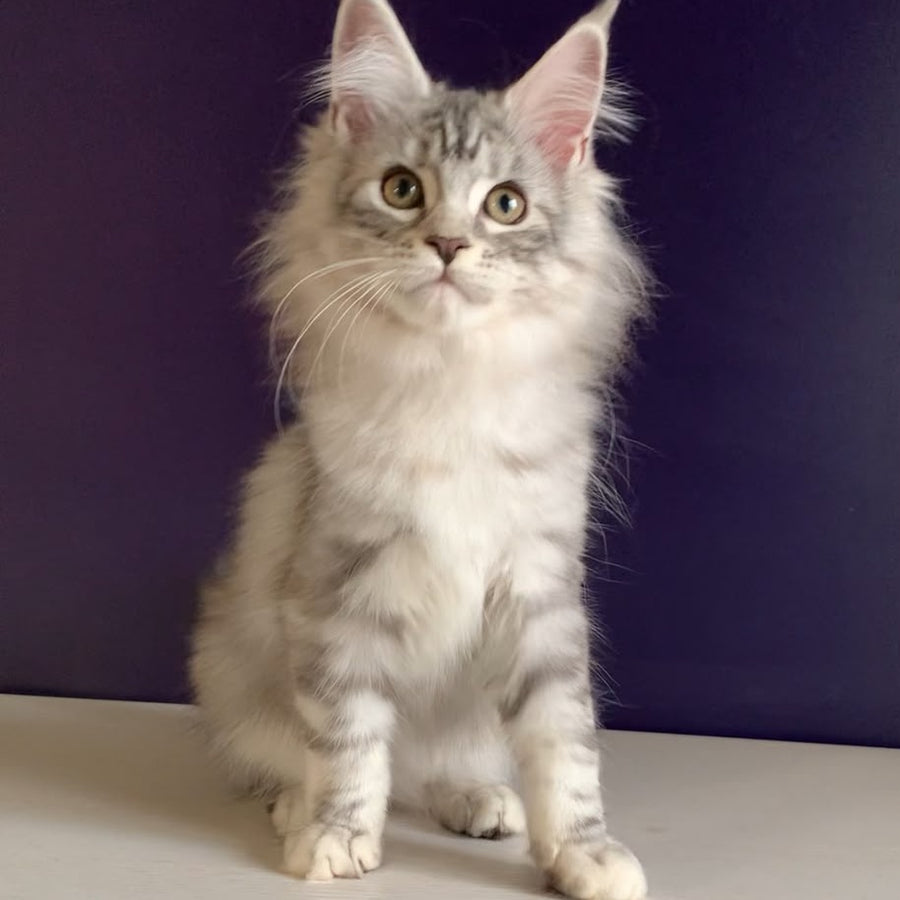 Malibu Maine Coon female, black tortie silver tabby