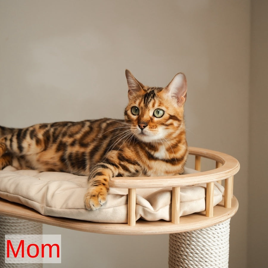 Marvel Bengal male, black spotted tabby