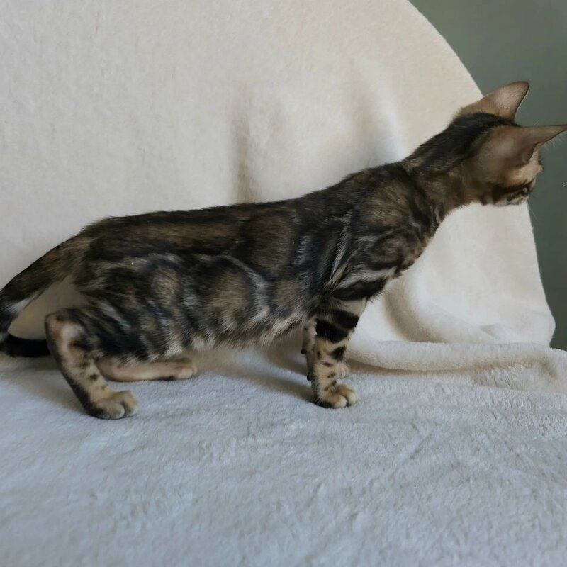 Tulip Bengal male black spotted tabby - live animals