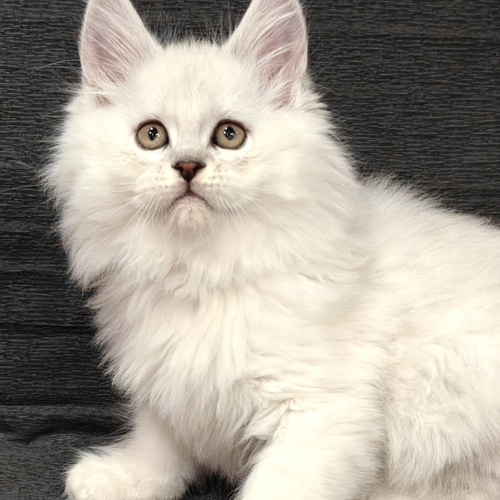 Nelson Maine Coon male, black silver shaded