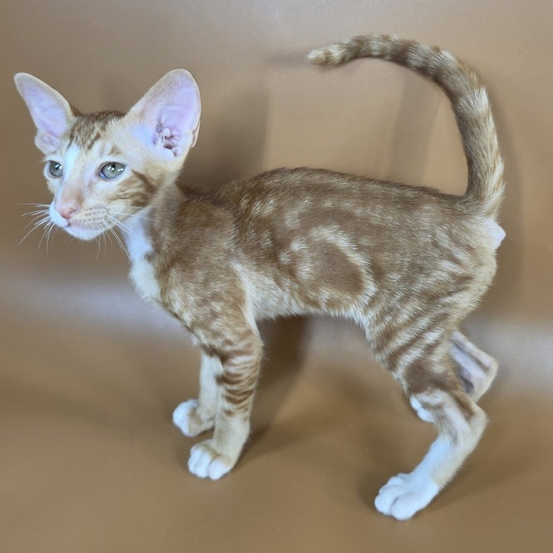 Xylan Oriental Shorthair male, red tabby mitted