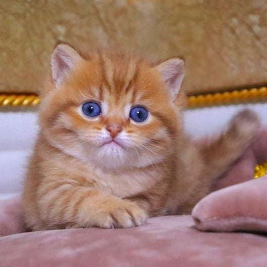 Tiger British Shorthair male, chocolate golden ticked tabby