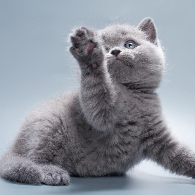 Quick British Shorthair male, blue
