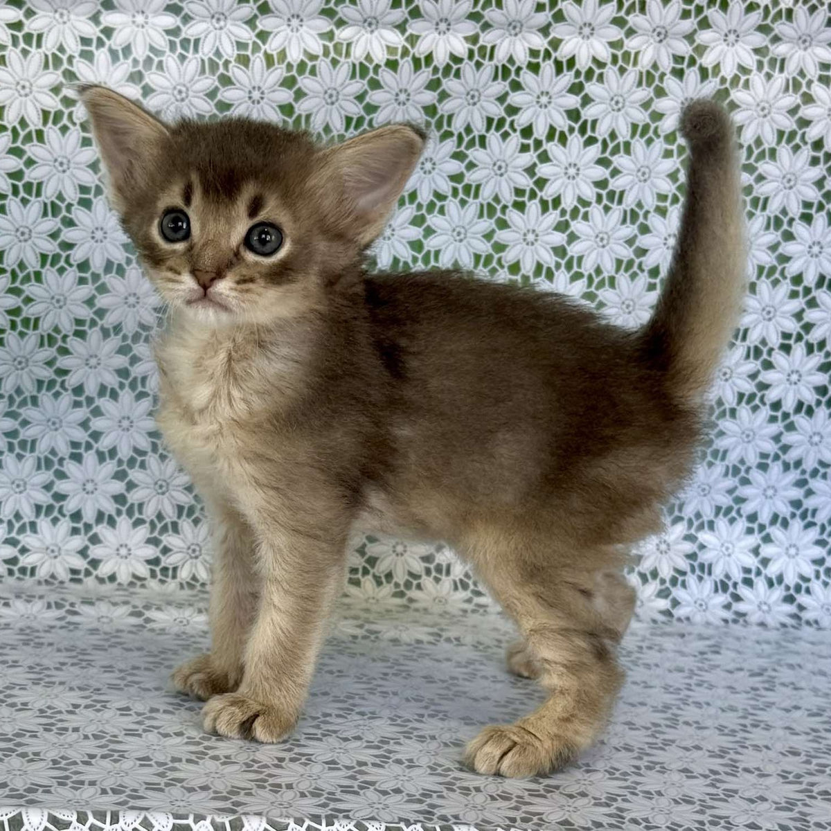 Іzumrud Somali male, blue