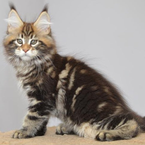 Kavaler Maine Coon male, black tabby