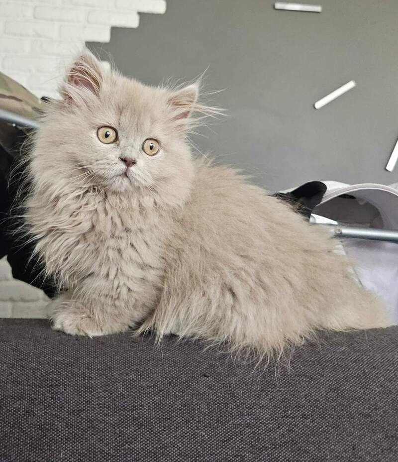 Brielle Munchkin female, fawn