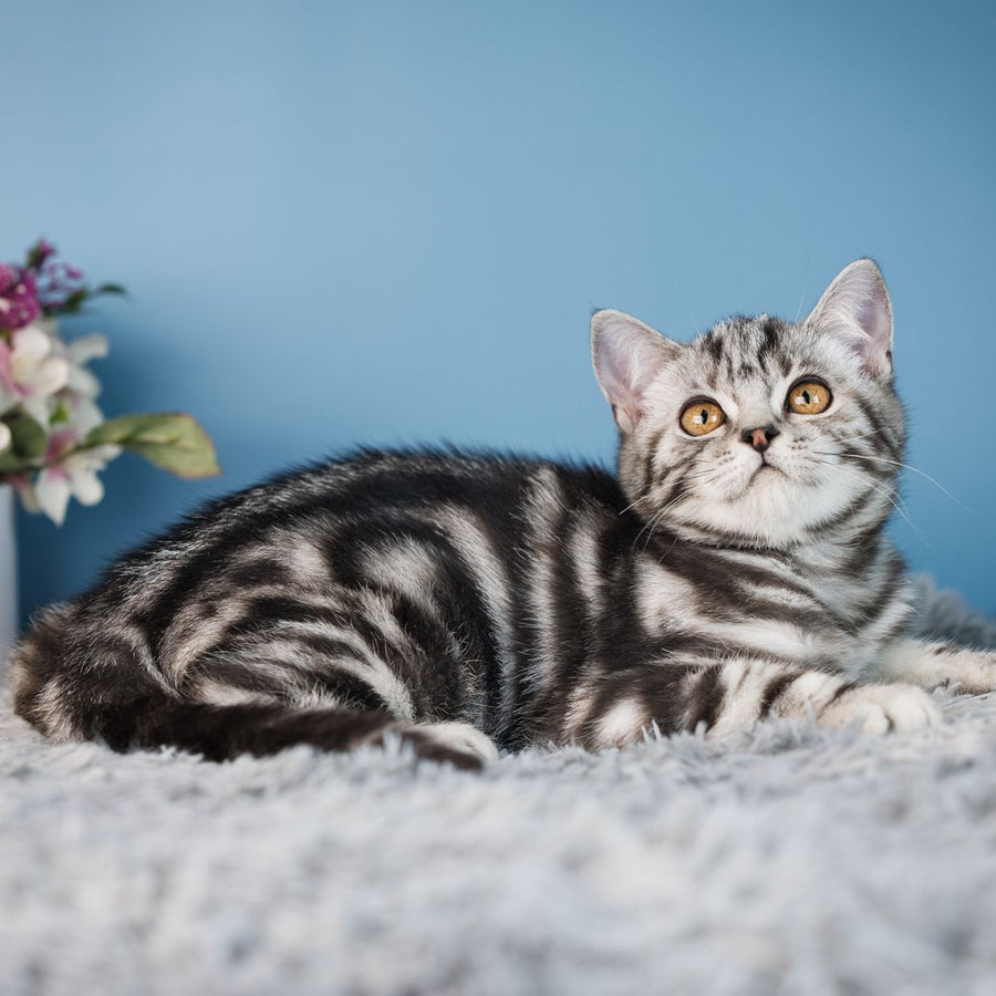Yan Scottish Straight male, black silver tabby