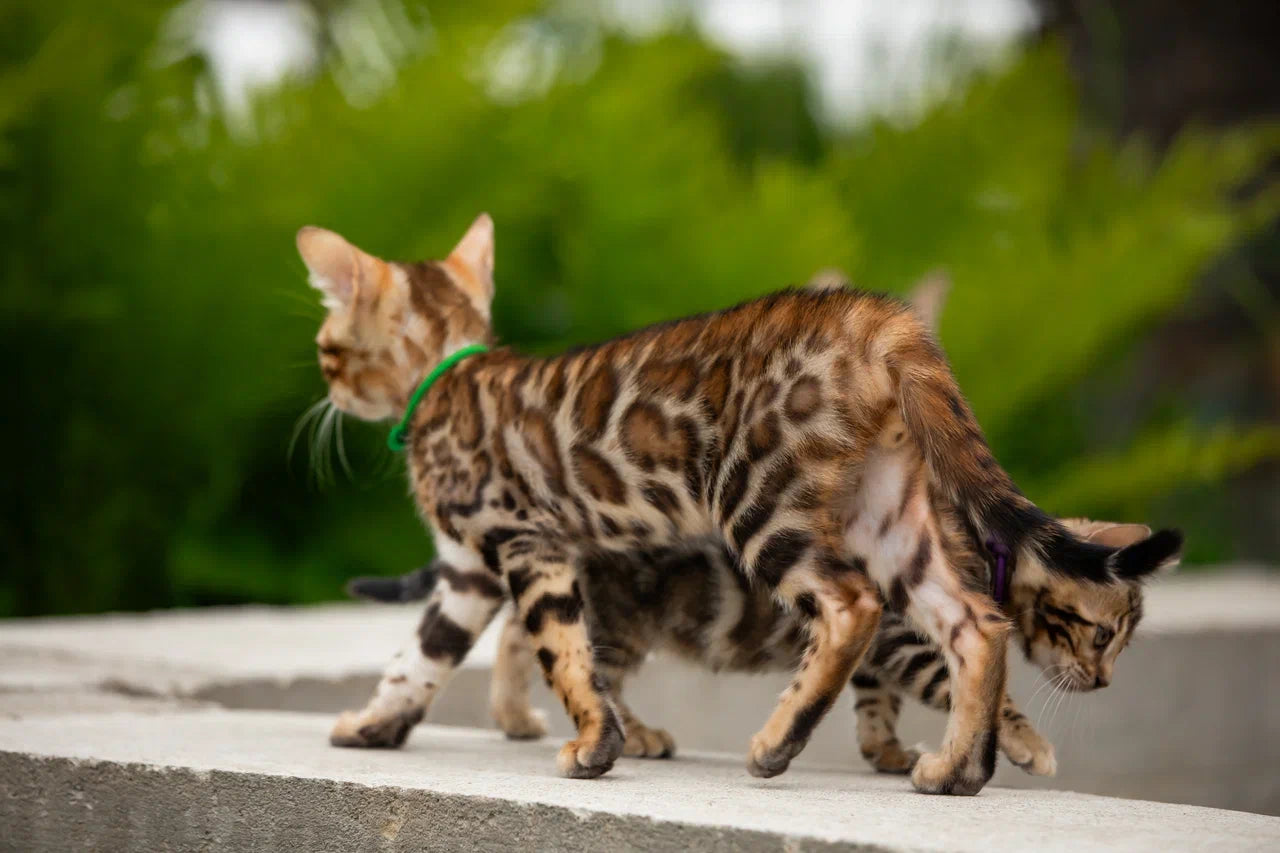 Boss Bengal male, black spotted tabby