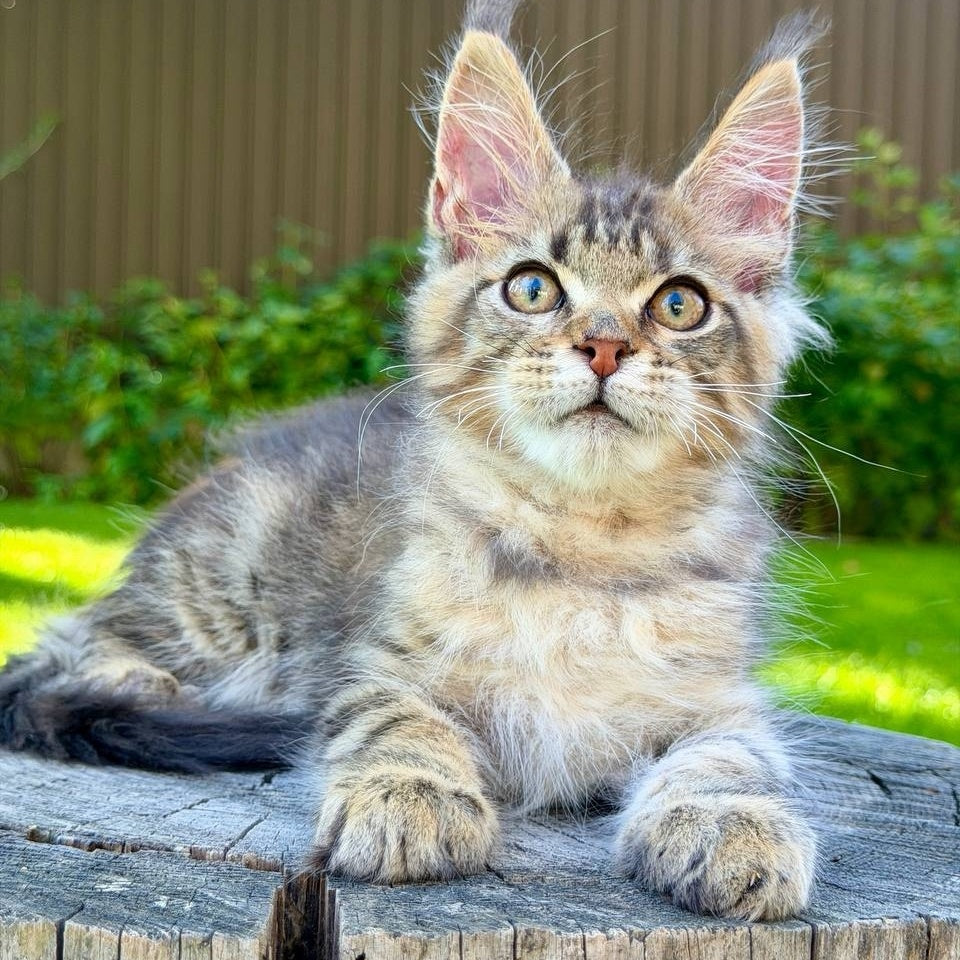 Noy Maine Coon male, black spotted tabby