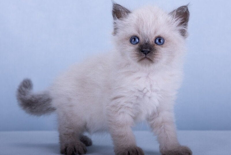 Iriska Siberian female, black tabby pointed