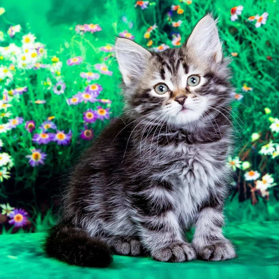 Zador Siberian male, black tabby
