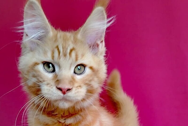 Zolotko Maine Coon male, red