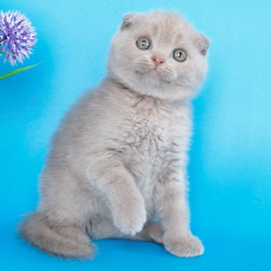 Allan Scottish Fold male, fawn