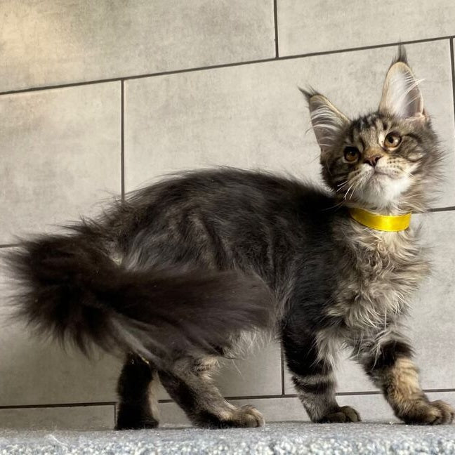 Umba Maine Coon female, black tabby