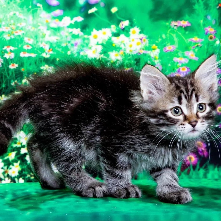 Zador Siberian male, black tabby