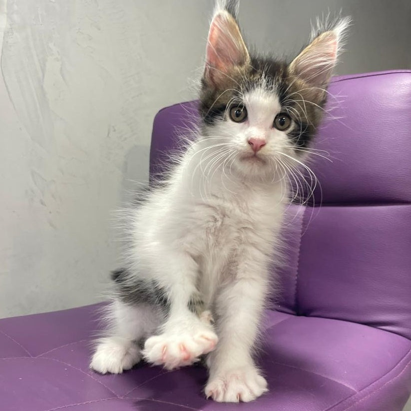Sem Maine Coon male, black bicolour tabby