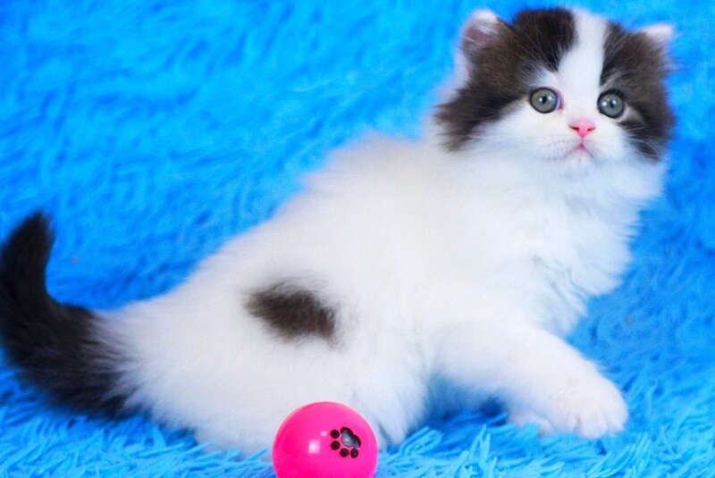Favorite Scottish Straight male black van tabby - live animals