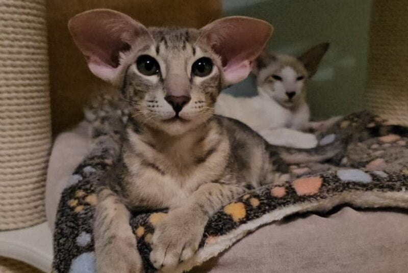 Richard Oriental Shorthair male, blue spotted tabby