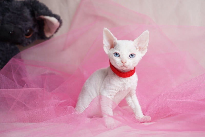 Naitiri Devon Rex female white - live animals