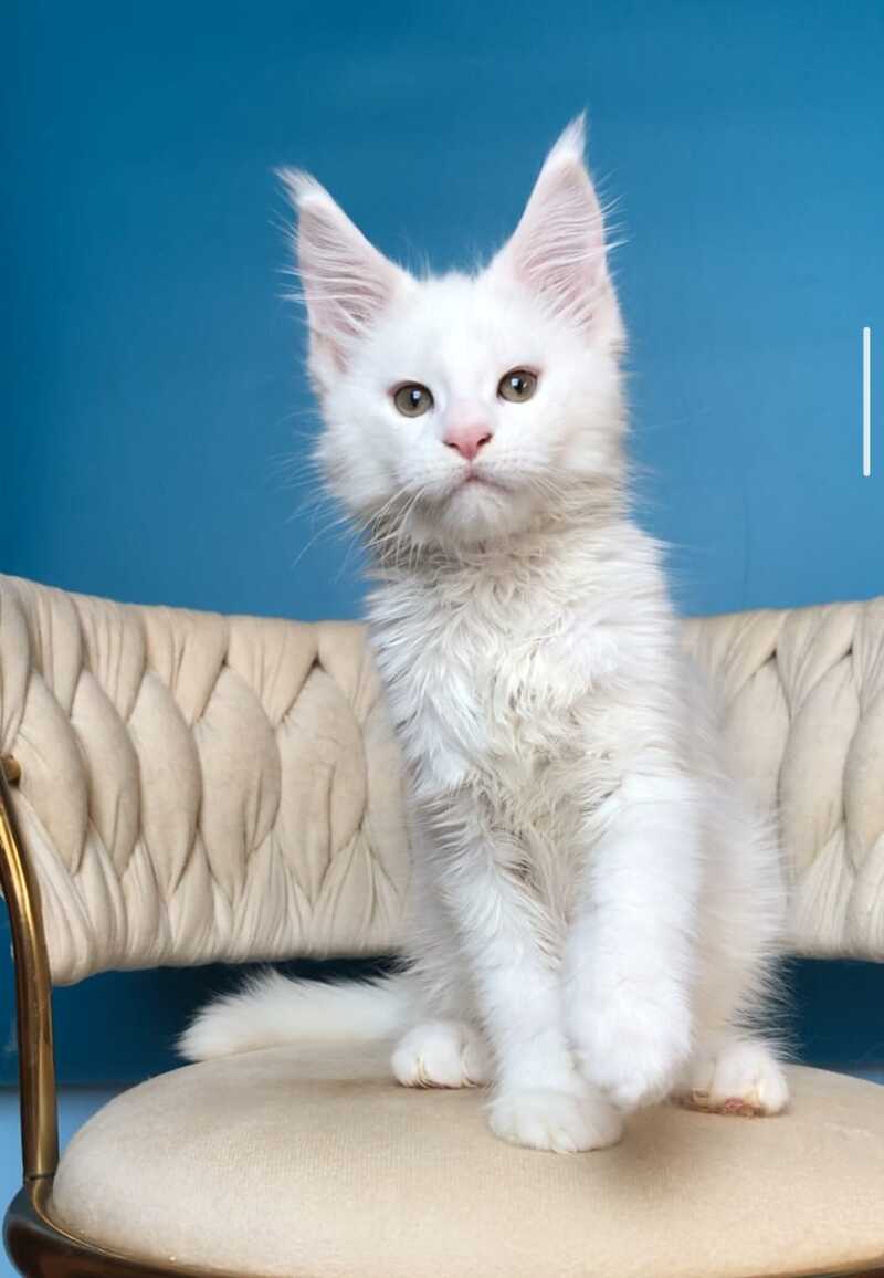 Xarvi Maine Coon male, white