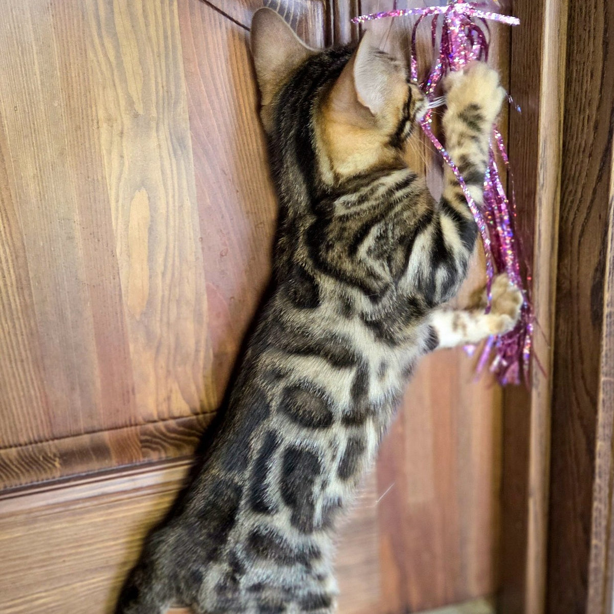 Madison Bengal male, black spotted tabby