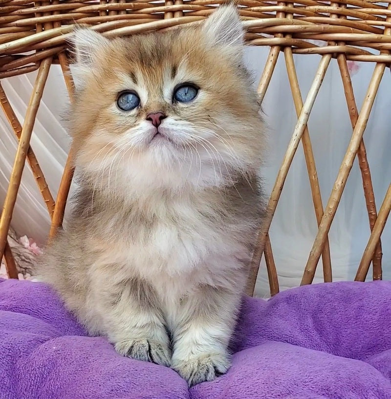 Zeus British Longhair male black golden ticked tabby - live animals