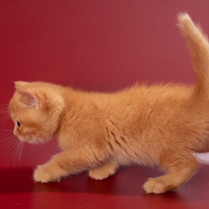 Quoddy British Shorthair male, red