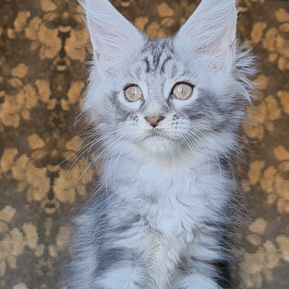Iron Maine Coon male, black silver tabby