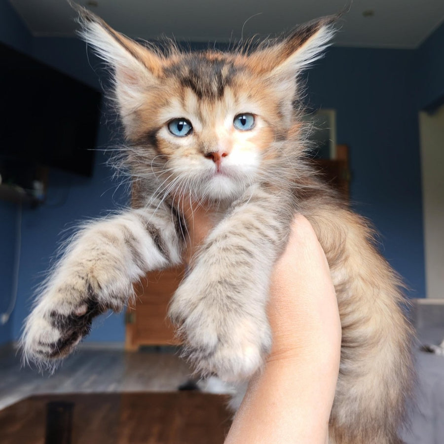 Sandra Maine Coon polydactyl 6x6x6x6 female, black tortie ticked tabby with white
