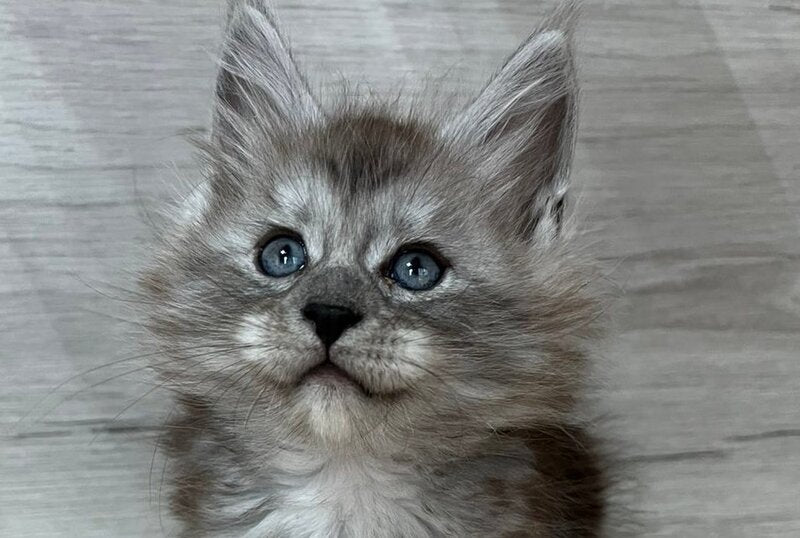 Puma Maine Coon female, black silver