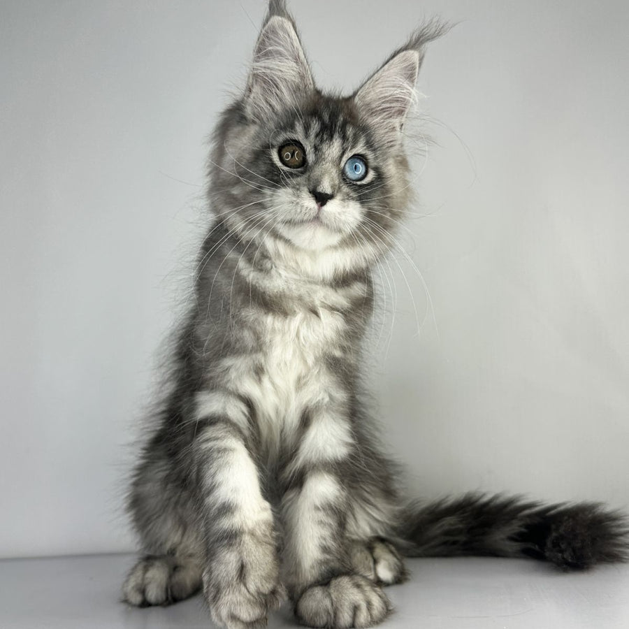 Claire Maine Coon female, black silver tabby