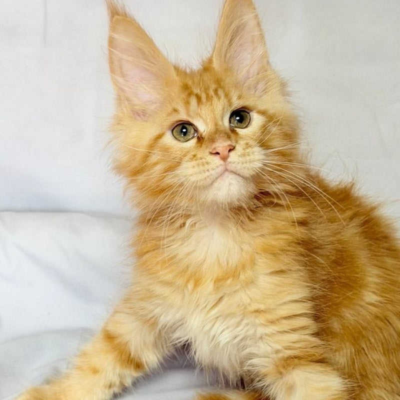 Luthor Maine Coon male, red tabby