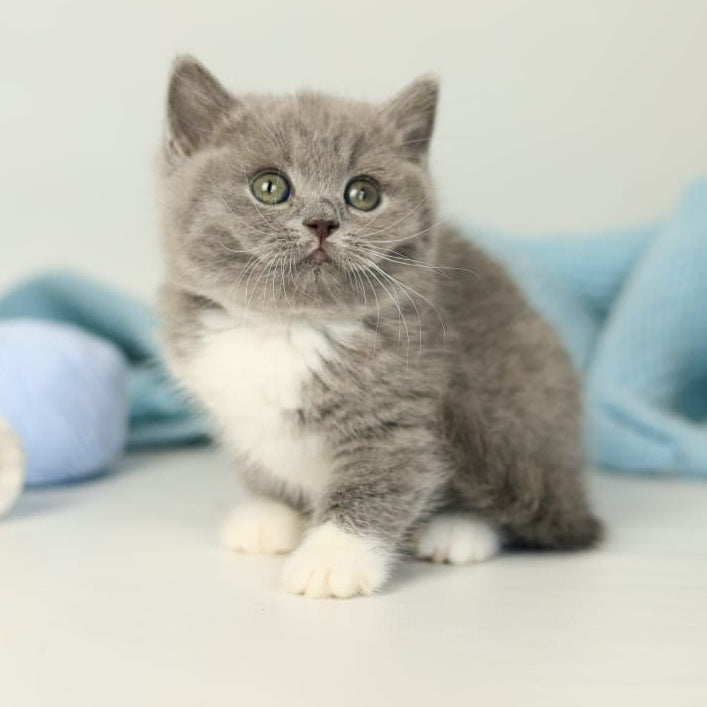 Petra British Shorthair female, blue bicolour
