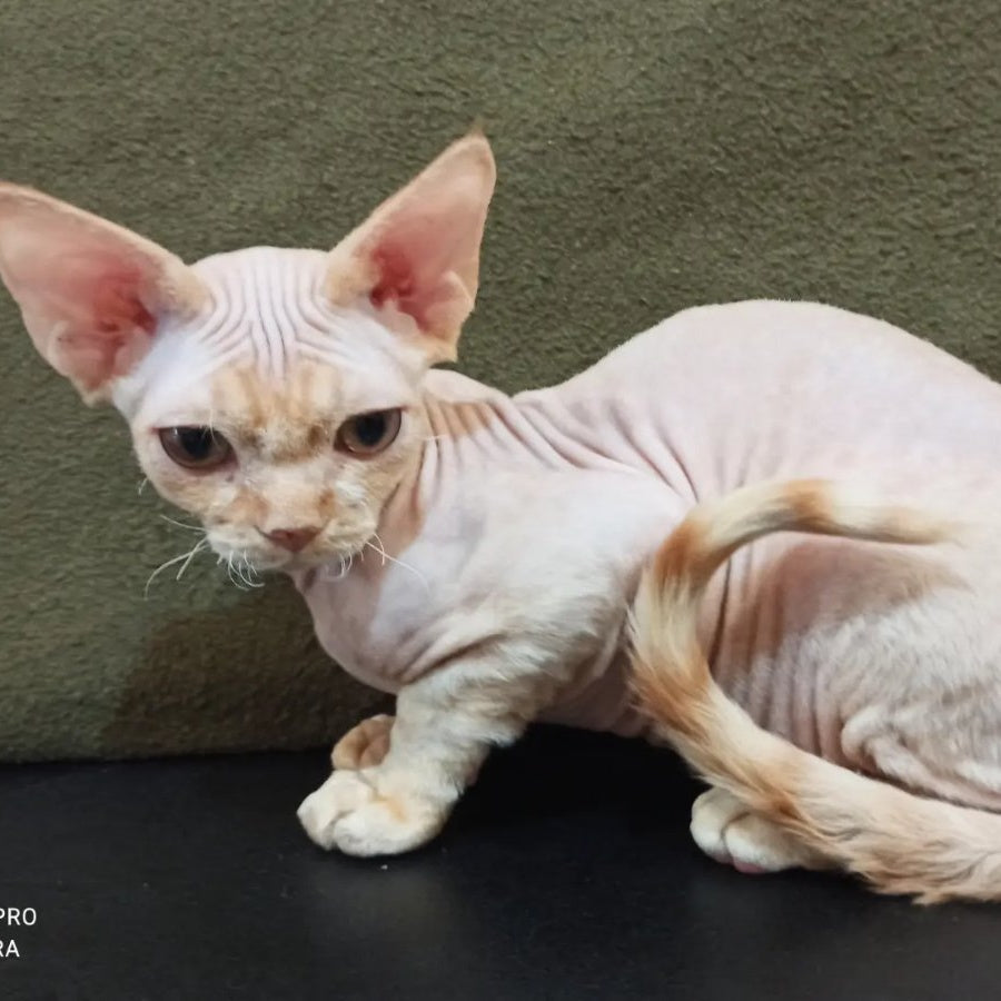 Edgar Devon Rex male, red bicolour tabby