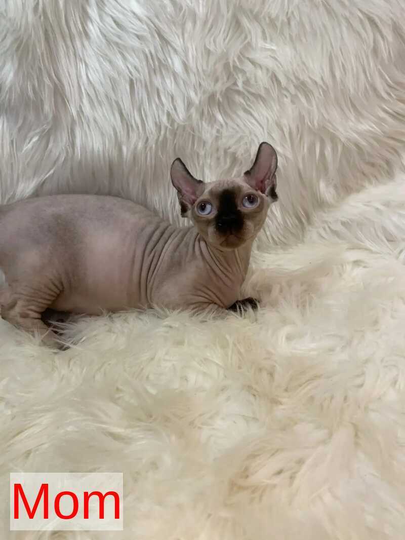 Patrick Dwelf male black pointed - live animals