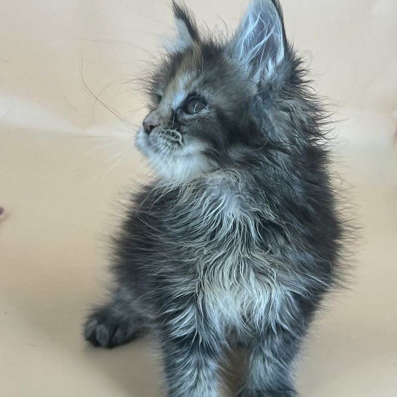 Bella Maine Coon female, black tortie silver