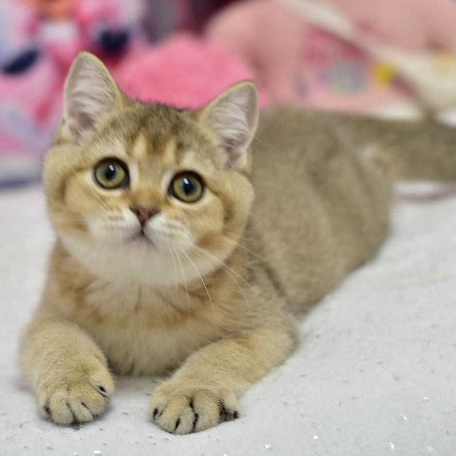 Felix British Shorthair male, black golden ticked tabby
